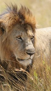 Preview wallpaper lion, predator, animal, glance, field