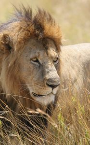 Preview wallpaper lion, predator, animal, glance, field