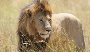 Preview wallpaper lion, predator, animal, glance, field