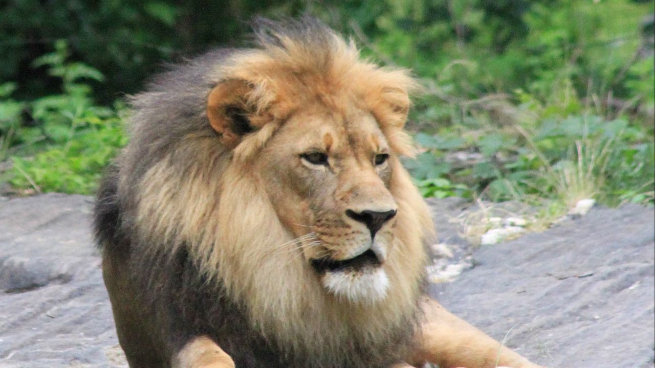 Wallpaper lion, predator, animal, big cat