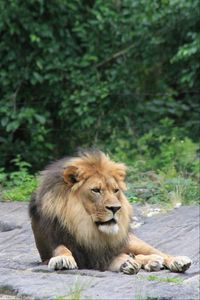 Preview wallpaper lion, predator, animal, big cat