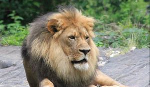 Preview wallpaper lion, predator, animal, big cat
