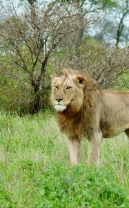 Preview wallpaper lion, predator, animal, wildlife