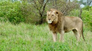 Preview wallpaper lion, predator, animal, wildlife