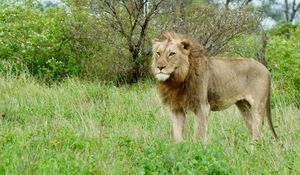 Preview wallpaper lion, predator, animal, wildlife