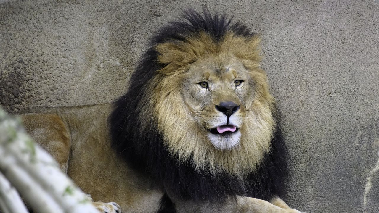 Wallpaper lion, predator, animal, protruding tongue