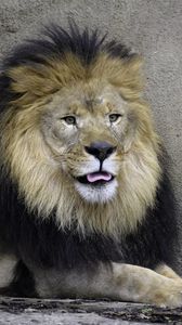 Preview wallpaper lion, predator, animal, protruding tongue