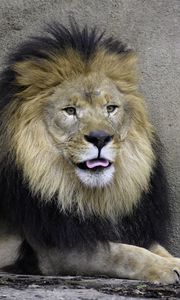 Preview wallpaper lion, predator, animal, protruding tongue