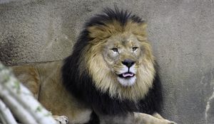Preview wallpaper lion, predator, animal, protruding tongue
