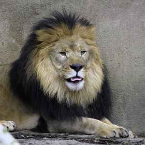 Preview wallpaper lion, predator, animal, protruding tongue