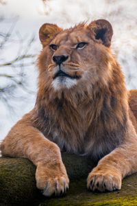 Preview wallpaper lion, predator, animal, glance