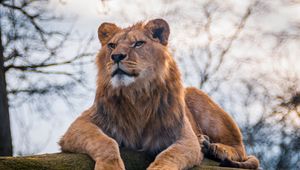 Preview wallpaper lion, predator, animal, glance