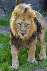 Preview wallpaper lion, predator, animal, glance, big cat