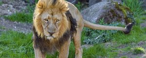 Preview wallpaper lion, predator, animal, glance, big cat