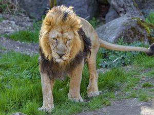 Preview wallpaper lion, predator, animal, glance, big cat