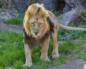 Preview wallpaper lion, predator, animal, glance, big cat