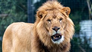 Preview wallpaper lion, predator, animal, big cat, glance