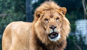 Preview wallpaper lion, predator, animal, big cat, glance