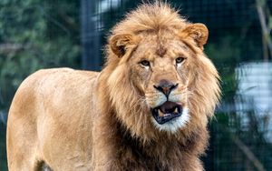 Preview wallpaper lion, predator, animal, big cat, glance