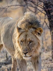 Preview wallpaper lion, predator, animal, mane, big cat