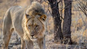 Preview wallpaper lion, predator, animal, mane, big cat