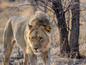 Preview wallpaper lion, predator, animal, mane, big cat