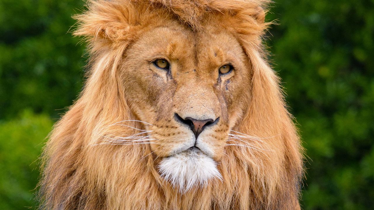 Wallpaper lion, predator, animal, wildlife, wood