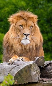 Preview wallpaper lion, predator, animal, wildlife, wood