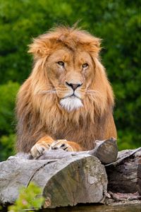 Preview wallpaper lion, predator, animal, wildlife, wood