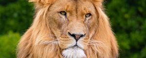 Preview wallpaper lion, predator, animal, wildlife, wood