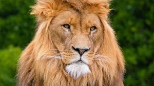 Preview wallpaper lion, predator, animal, wildlife, wood