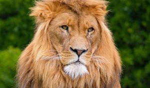 Preview wallpaper lion, predator, animal, wildlife, wood
