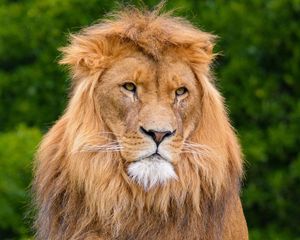 Preview wallpaper lion, predator, animal, wildlife, wood