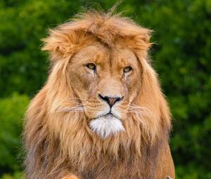 Preview wallpaper lion, predator, animal, wildlife, wood