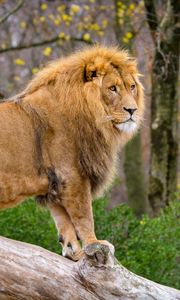 Preview wallpaper lion, predator, animal, big cat, tree