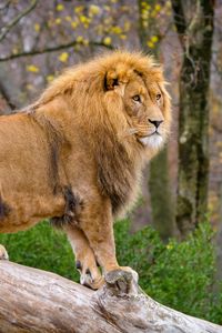 Preview wallpaper lion, predator, animal, big cat, tree