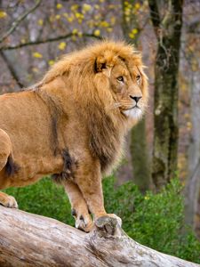 Preview wallpaper lion, predator, animal, big cat, tree