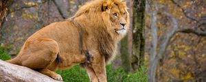 Preview wallpaper lion, predator, animal, big cat, tree