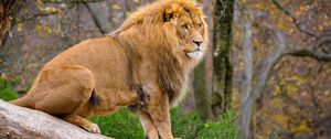 Preview wallpaper lion, predator, animal, big cat, tree
