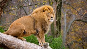 Preview wallpaper lion, predator, animal, big cat, tree