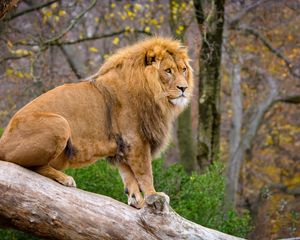 Preview wallpaper lion, predator, animal, big cat, tree