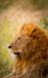 Preview wallpaper lion, predator, animal, wildlife, grass