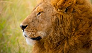 Preview wallpaper lion, predator, animal, wildlife, grass