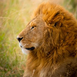 Preview wallpaper lion, predator, animal, wildlife, grass