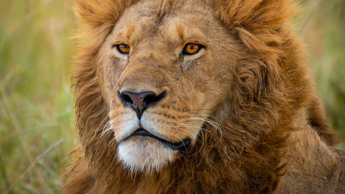 Download wallpaper 1366x768 lion, predator, animal, wildlife, blur ...