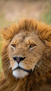 Preview wallpaper lion, predator, animal, wildlife, blur