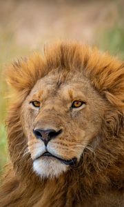 Preview wallpaper lion, predator, animal, wildlife, blur