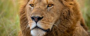 Preview wallpaper lion, predator, animal, wildlife, blur