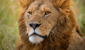 Preview wallpaper lion, predator, animal, wildlife, blur