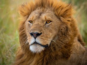 Preview wallpaper lion, predator, animal, wildlife, blur
